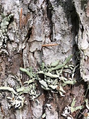 Hypogymnia enteromorpha