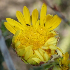 Oedera capensis