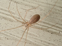 Pholcus opilionoides
