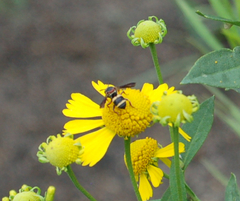 Epeolus bifasciatus