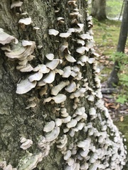 Polyporales