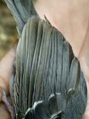 Myrmoborus myotherinus
