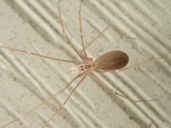 Pholcus opilionoides