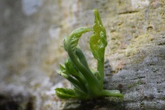 Cananga odorata
