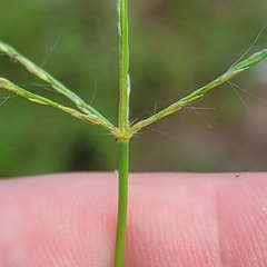 Digitaria horizontalis