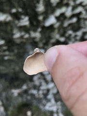 Polyporales