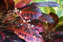 Codiaeum variegatum