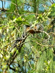 Sciurus aureogaster