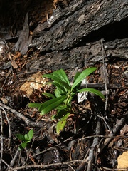 Chimaphila umbellata