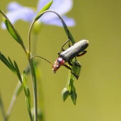 Cantharis rustica