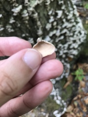 Polyporales