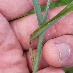 Digitaria horizontalis