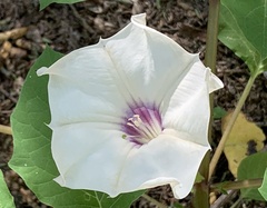 Datura discolor