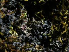 Leptochidium albociliatum