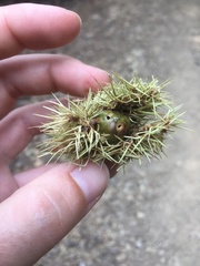 Chrysolepis chrysophylla