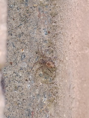 Oecobius maculatus