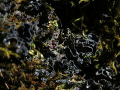 Leptochidium albociliatum