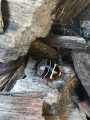 Ellipsidion australe