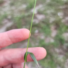 Digitaria horizontalis