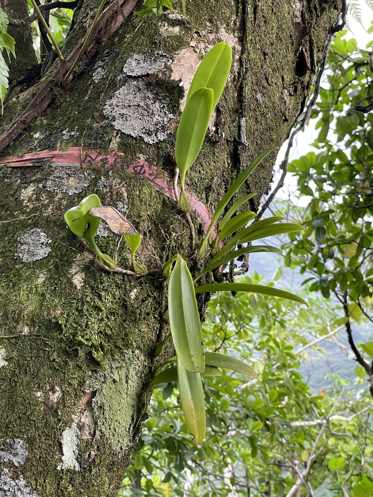 Bulbophyllum longiflorum Thouars 4