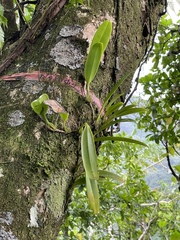 Epidendroideae