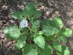 Datura discolor