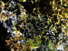 Leptochidium albociliatum