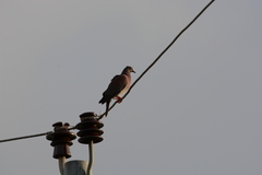 Patagioenas cayennensis