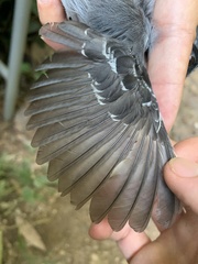 Myrmoborus myotherinus