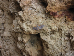 Filodes costivitralis