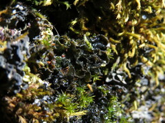 Leptochidium albociliatum