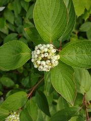 Cornus alba