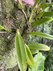 Epidendroideae