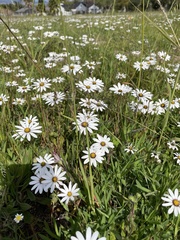Dimorphotheca pluvialis