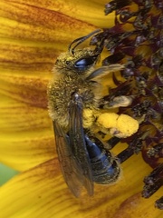 Andrena helianthi