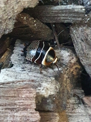 Ellipsidion australe