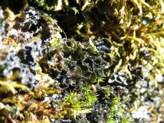 Leptochidium albociliatum