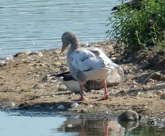 Anser anser domesticus