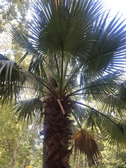Coryphoideae