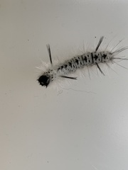 Lophocampa caryae