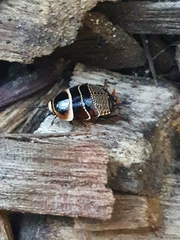 Ellipsidion australe