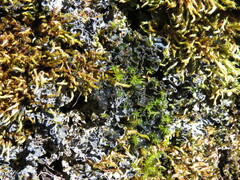 Leptochidium albociliatum