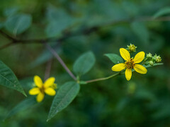 Helianthus microcephalus