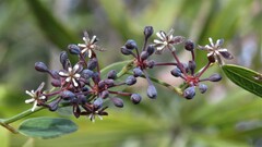 Smilax campestris