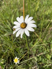 Dimorphotheca pluvialis