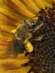 Andrena helianthi