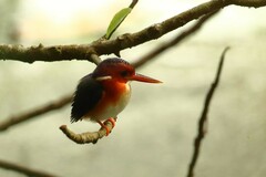 Corythornis leucogaster