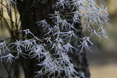 Dendrobium teretifolium
