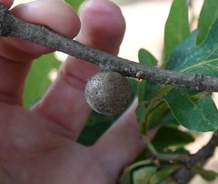 Disholcaspis quercusglobulus