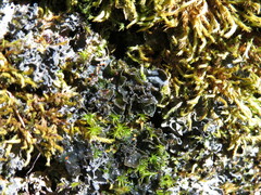 Leptochidium albociliatum